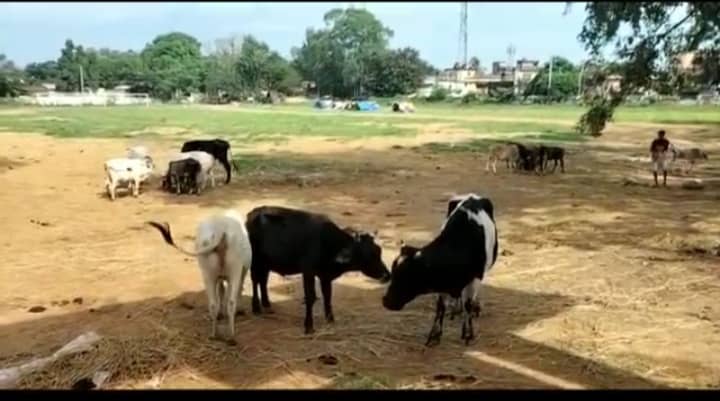 किसके आदेश से महीने भर से स्टेडियम में आराम फरमा रहे हैं शहर के आवारा पशु