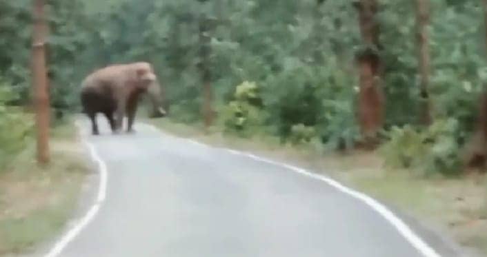 जंगल से निकल सड़क पर जमे गजराज, घंटों आवागमन रहा बाधित