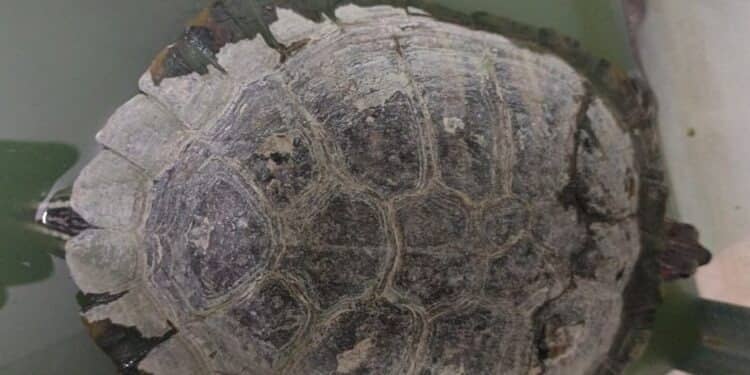 BREAKING : सीएम के करीबी प्रेम प्रकाश के आवास से मिला दस लाख कीमत का विदेशी कछुआ, दर्ज होगा मामला