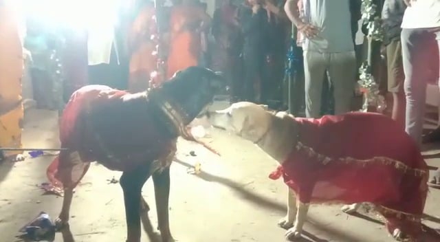 अजब-ग़ज़ब: बैंड-बाजे के साथ झूमते-गाते पहुंचे बराती, मंडप में वर-वधु के रूप में कुत्ते-कुतिया को देख हैरान रह गए लोग