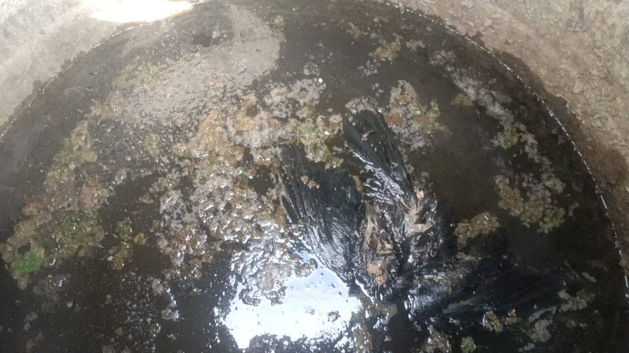 BAGHA: जिस टंकी में कई दिनों से मरा पड़ा है कव्वा, उसका पानी पीने को मजबूर हैं मरीज