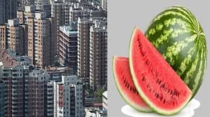 तरबूज का भाव आसमान पर , फ्लैट लेना है तो तरबूज लाओ, जानिए रोचक कहानी