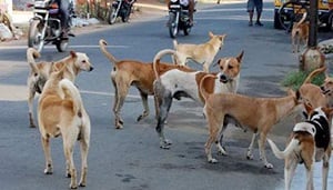 आदमखोर कुत्तों के झुंड ने ली युवक की जा'न, पहले घेरा फिर किया हमला