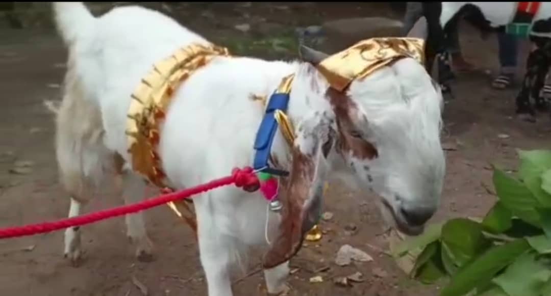 ईद-उल-अज़हा 10 जुलाई को: जमशेदपुर के बाज़ार में बक़रीद के लिए सज-धजकर तैयार शाहरुख और पुष्पा