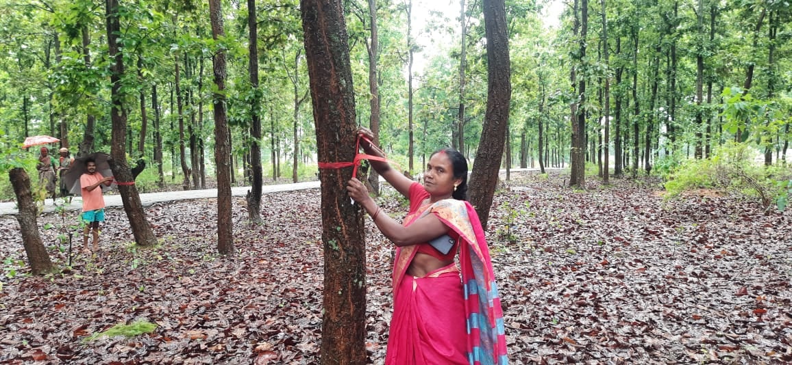 झारखंड में पेड़ों को बांधी जाती है राखी, जानिये इस अनूठे रक्षाबंधन के बारे में