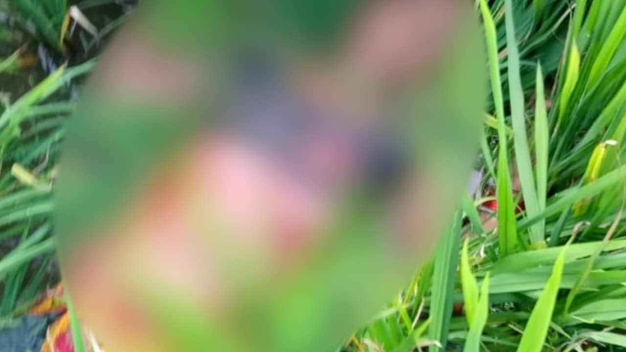 खेत में घास काट रही महिला पर बाघ का हमला, वन विभाग से मुआवजे की मांग, गांव में दहशत