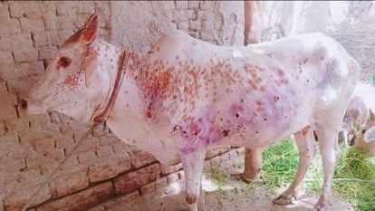 राज्य में लंपी वायरस के लक्षण मिलें, एक बछड़े की मौत से गो पालकों में दहशत