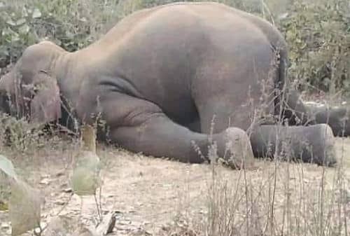मांडू के जंगल में हाथी की मौत, जानिये झारखंड में अबतक कितनी कई गजराजों की जान