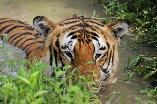 लगातार जंगली जानवरों का निवाला बन रहे लोग, बाघ ने एक किसान को फिर मार डाला