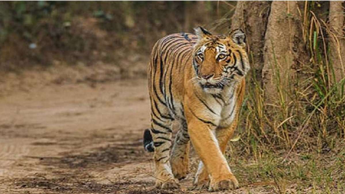 सोती हुई बच्ची को उठा ले गया आदमखोर बाघ, 400 लोगों की टीम बाघ पकड़ने में जुटी