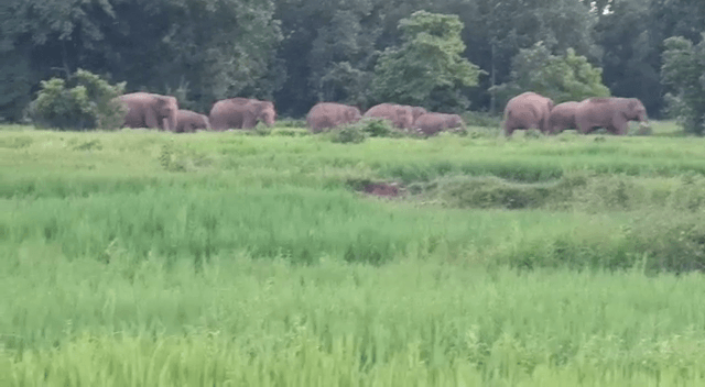 पूर्वी सिंहभूम में हाथियों का तांडव, गांव छोड़ने पर मजबूर हुए ग्रामीण