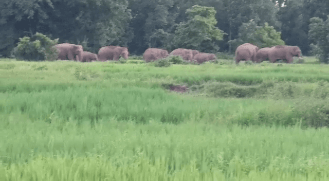 पूर्वी सिंहभूम में हाथियों का तांडव, गांव छोड़ने पर मजबूर हुए ग्रामीण