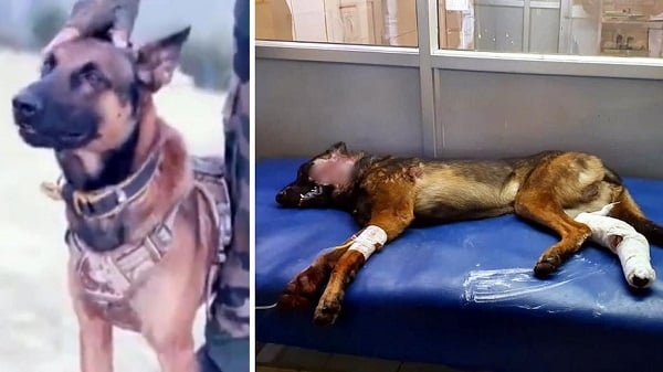अलविदा : ‘Zoom’ की मौत के बाद पूरा देश उदास ! जानिए आखिर एक ‘Dog’ की इतनी क्यों रही चर्चा