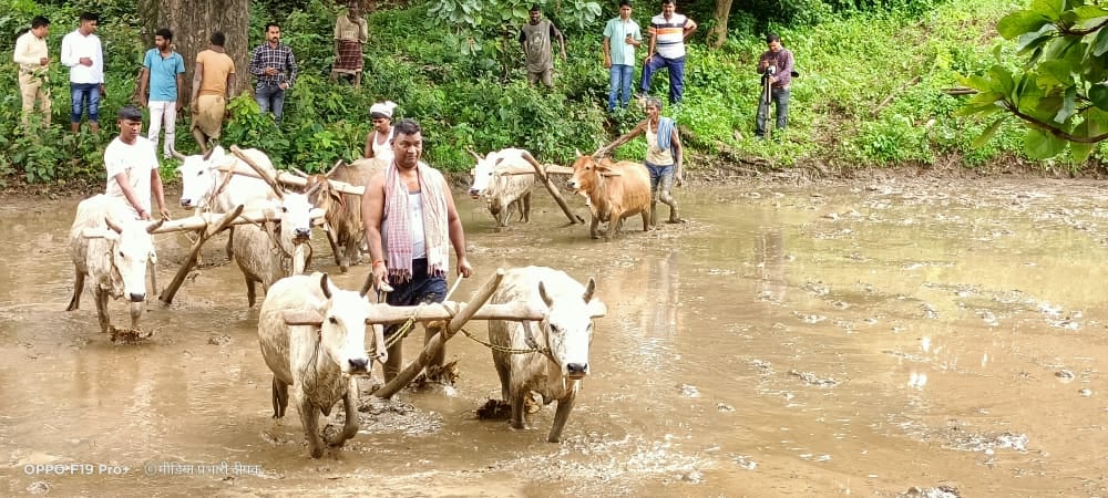 मंत्री ने खेत में चलाया हल, रोपा धान,मंहगाई रोकने के लिए किसानों से उपज बढाने की अपील