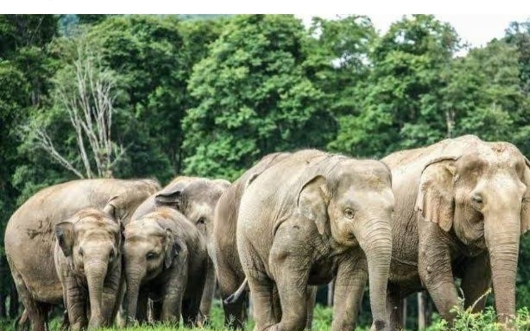 गिरीडीह में हाथियों का आतंक, एक व्यक्ति की मौत, इलाके में दहशत