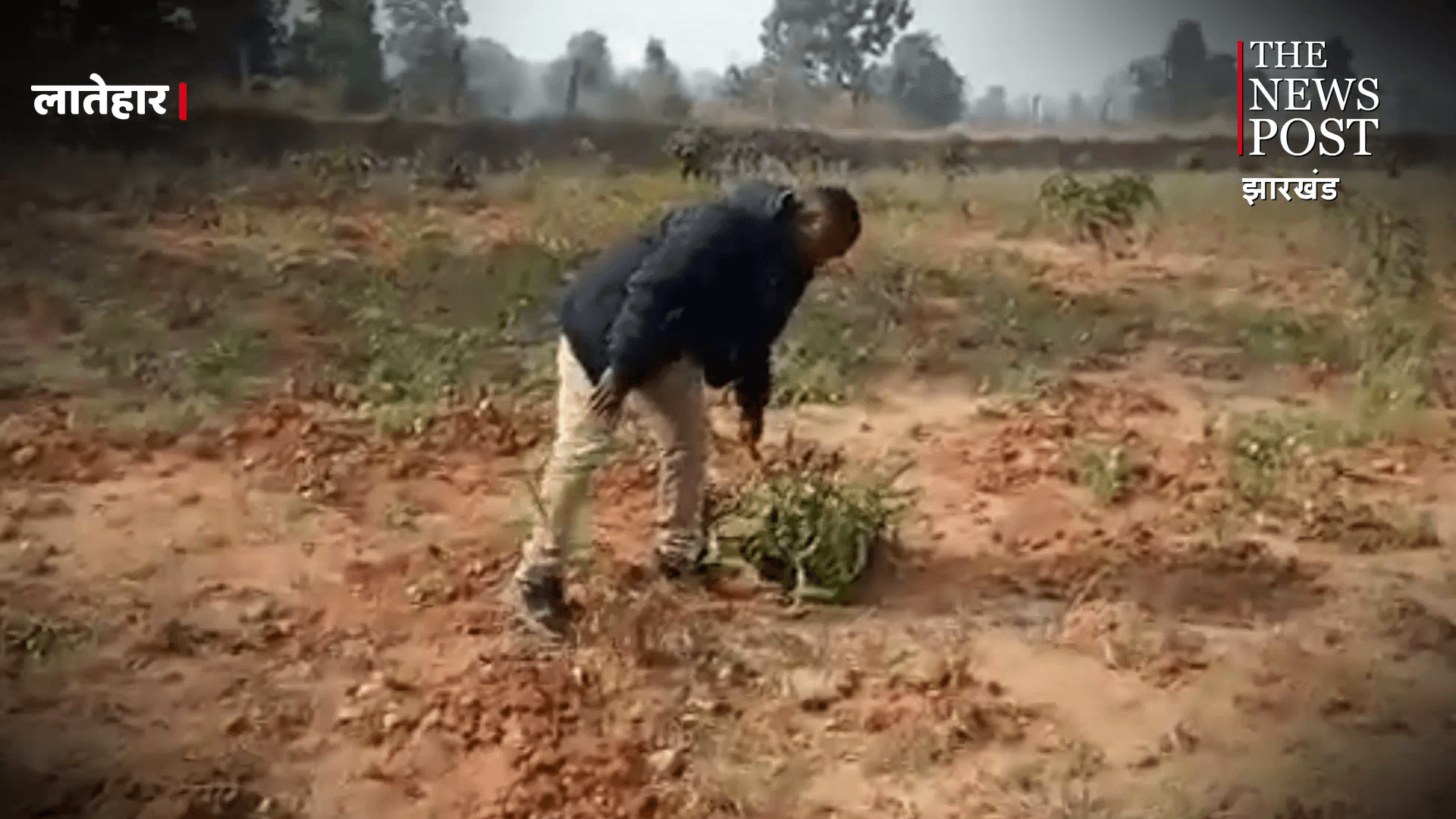 पलामू के बाद अब लातेहार में जारी है जंगली हाथियों का आतंक! 2 एकड़ में लगे फसल को रौंदकर किया नष्ट