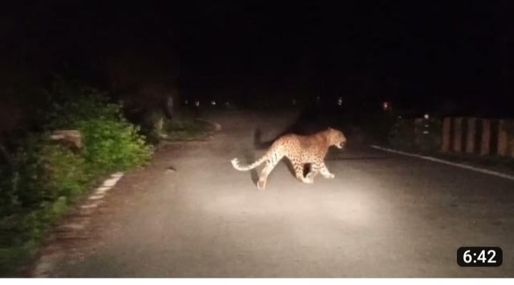 सीतामढ़ी : खेत में काम कर रही दो महिलाओं पर बाघ ने किया हमला, जांच के लिए पहुंची फॉरेस्ट विभाग की टीम