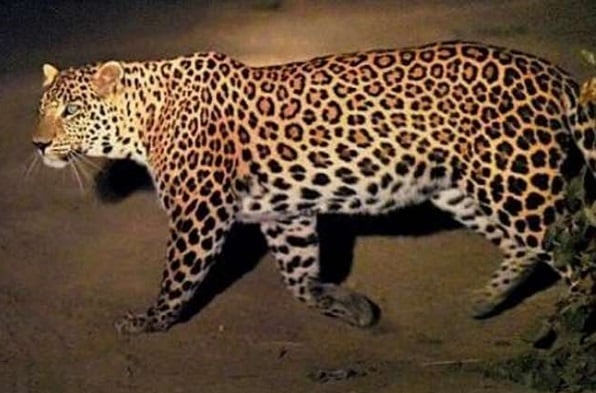 पलामू : तेंदुए के हमले से ग्रामीण गंभीर रूप से घायल, बेहतर इलाज के लिए RIMS किया गया रेफर