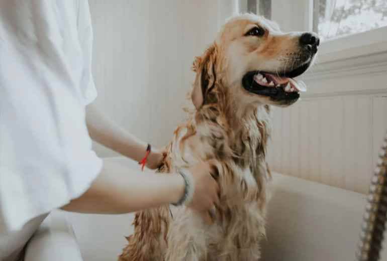 पालतू कुत्ते को ‘कुत्ता’ कहना पड़ा महंगा, पड़ोसियों ने 65 वर्षीय किसान की ले ली जान