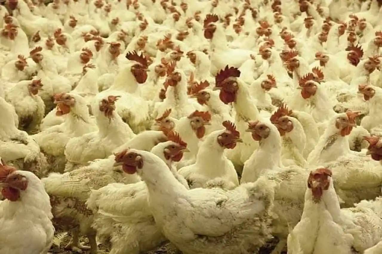 राजधानी रांची में बर्ड फ्लू ने दी दस्तक, रिपोर्ट आने के बाद पशुपालन विभाग ने जारी किया अलर्ट