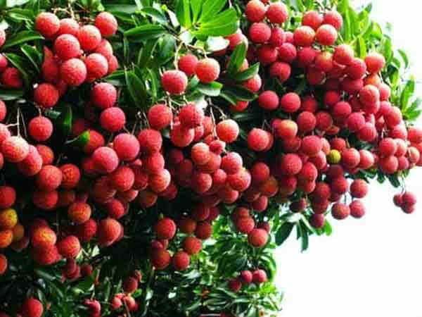 इस साल बेस्वाद और बादामी हो गई है बिहार की शाही लीची,जानिए क्या है कारण