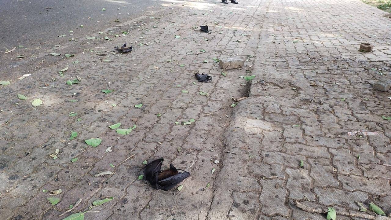 तड़प- तड़पकर मर रहे है चमगादड़, लोग हैं हैरान, जानें इसकी असल वजह