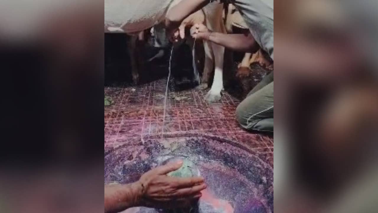 बासुकीनाथ धाम में अच्छी वर्षा के लिए अनोखी परंपरा का किया गया निर्वहन, बाबा की महिमा से क्षेत्रों में झमाझम बरसा शुरू