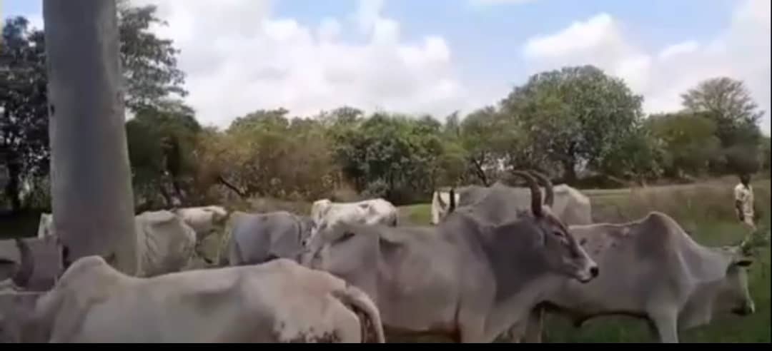 गढ़वा में तस्करी कर ले जा रहे मवेशियों को पकड़ा गया, तीन तस्कर भी गिरफ्तार