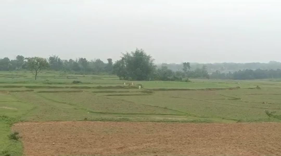 कम बारिश से मायूस है गुमला के किसान, धान की खेती करना हुआ मुश्किल