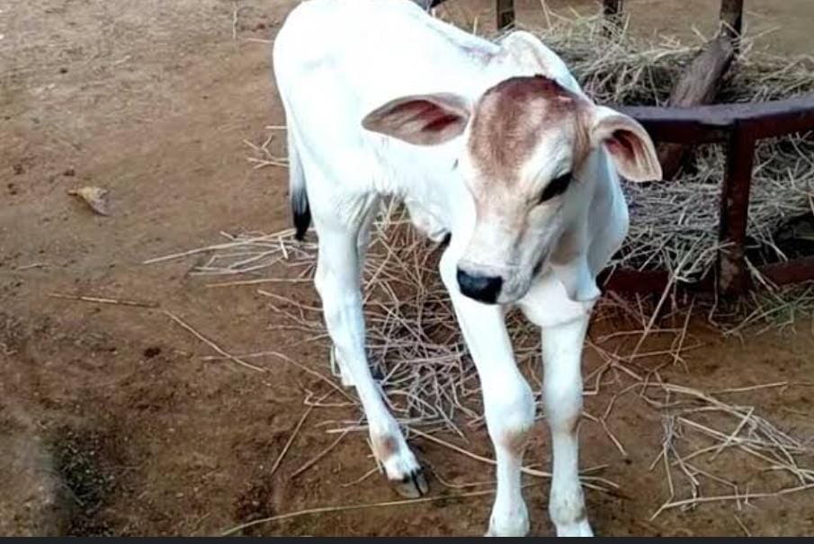 मानवता शर्मशार! हैवान ने बेजुबान बछिया को बनाया हवस का शिकार, शिकायत के बाद हरकत में आई पुलिस