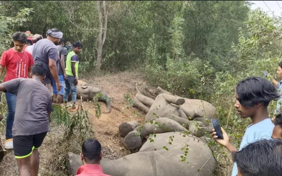झारखंड में लगातार हो रही हाथियों की मौत पर गृह मंत्रालय सख्त, अब बिजली और वन विभाग के कई पदाधिकारियों पर गिर सकती है गाज