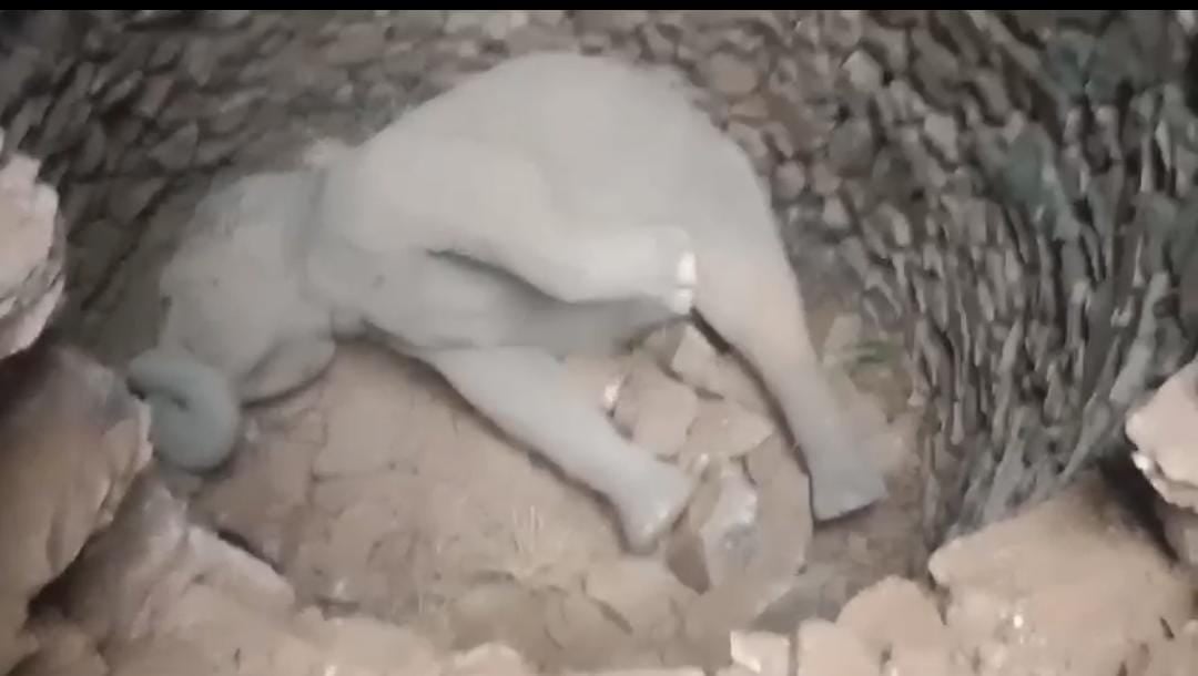 सरायकेला:वन विभाग की लापरवाही का शिकार हुआ हाथी का बच्चा! 37 घंटे बाद भी नहीं हुआ रेस्क्यू, दर्द से तड़पने को मजबूर