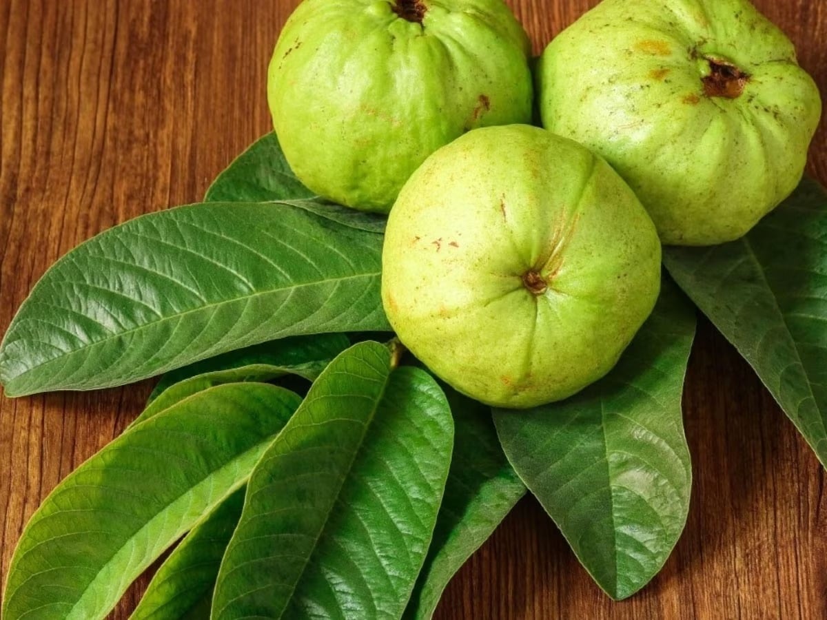 GOOD NEWS: अमरूद ही नहीं इसकी पत्तियों के भी हैं गजब के फायदे, महिलाओं के लिए तो है रामबाण