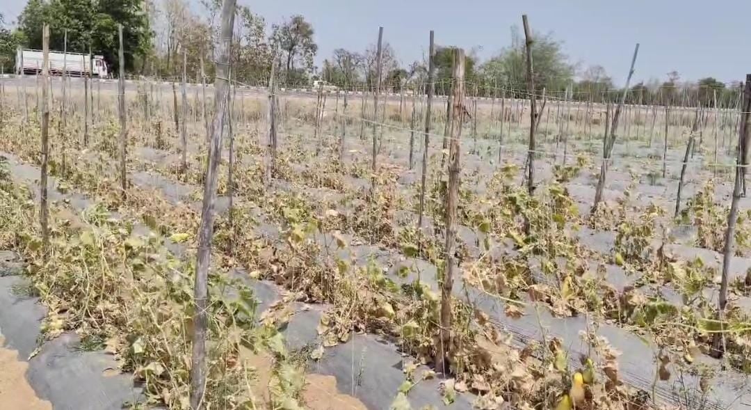 गढ़वा: गर्मी और पानी की कमी से खेतों में सूखी हरी सब्जियां, किसानों को लाखों का नुकसान