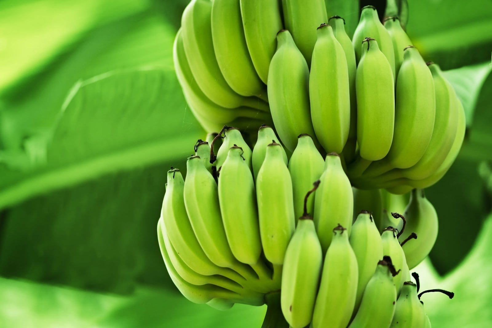 Health Benefits: कच्चे केले का फ़ायदा जान रह जाएंगे हैरान, इस बीमारी के लिए तो है रामबाण