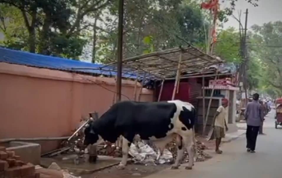 बाबा नगरी देवघर में नंदी का वीडियो वायरल, प्यास लगी तो नंदी ने खुद चापाकल चलाकर पिया पानी, देखिए VIDEO