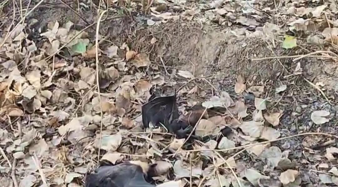 Heat wave in Garhwa : हाय गर्मी! गढ़वा में गर्मी ने तोड़ा कई सालों का रिकॉर्ड, तड़प-तड़पकर मर रहे पशु पक्षी