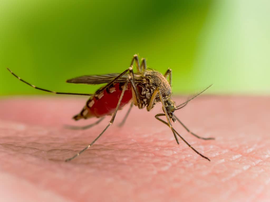 डेंगू, मलेरिया के बाद मच्छरों से वेस्ट नाइल वायरस होने का खतरा, जानें लक्षण और उपाय