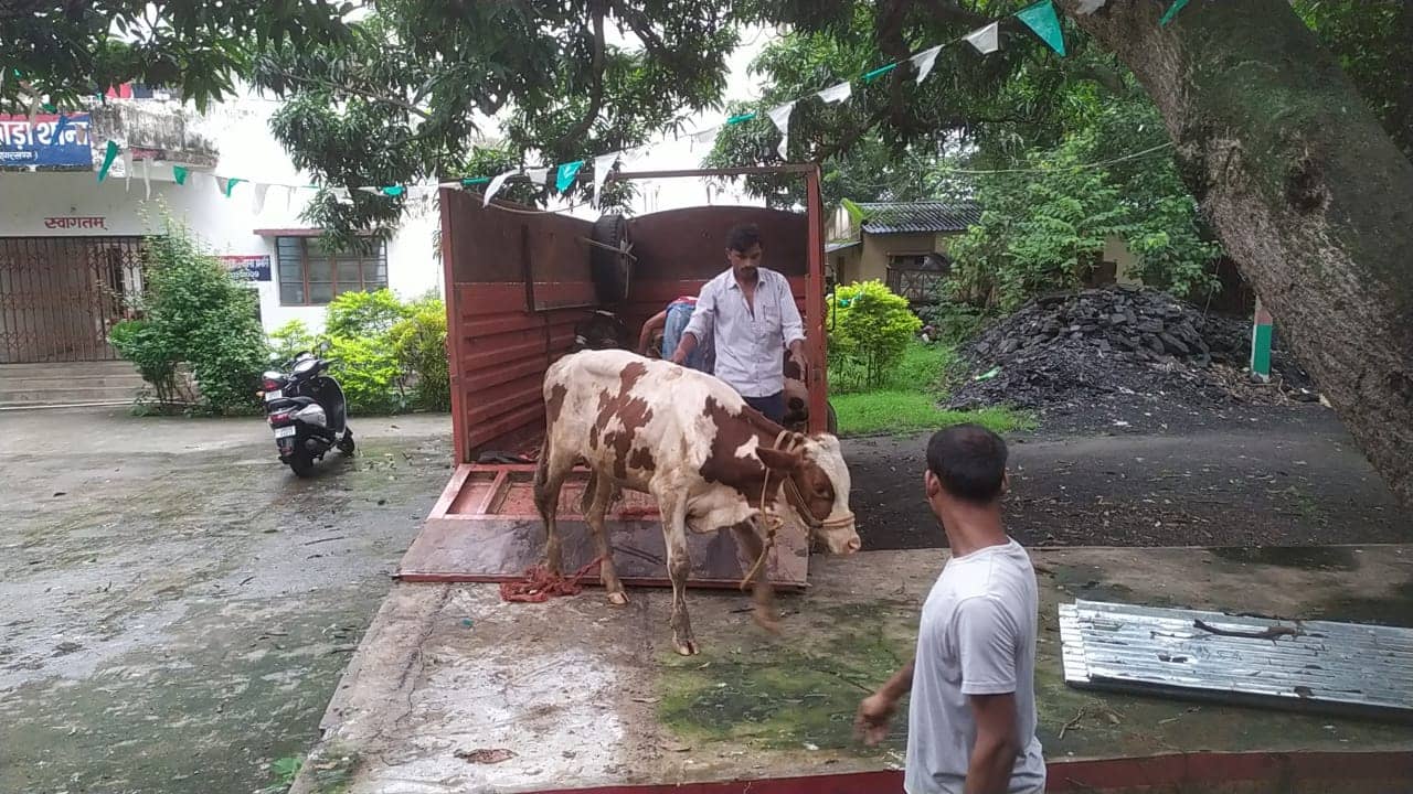 पशु तस्करी के खिलाफ दुमका पुलिस की बड़ी का कार्रवाई, शिकारीपाड़ा में पशु लोड ट्रक के साथ तीन को किया गिरफ्तार