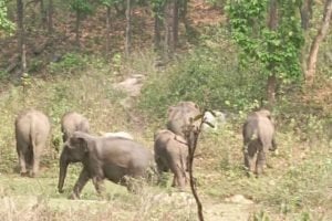 पूर्वी सिंहभूम में हाथियों का आतंक, वृद्ध महिला को पटक कर मार डाला