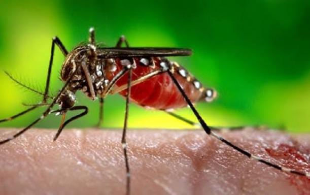 लम्बे समय से नहीं उतर रहा है डेंगू का बुखार,तो अपनाएं ये घरेलू रामबाण इलाज