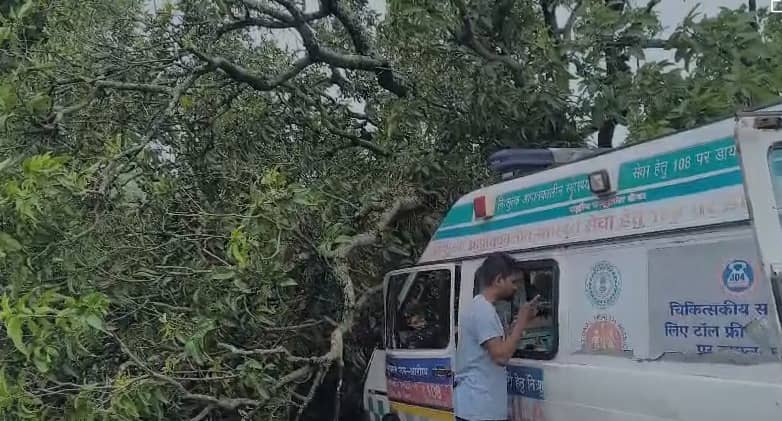 दुमका: एम्बुलेंस पर गिरा विशाल पेड़, बाल- बाल बचा मरीज़, चालक ज़ख्मी