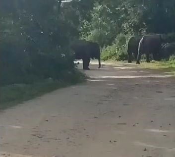 गढ़वा में गजराज का तांडव, 10 एकड़ का फसल रौंद कर किया बर्बाद, ग्रामीणों ने मशाल जलाकर हाथियों को खदेड़ा