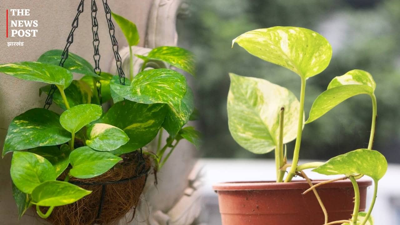 आर्थिक तंगी से हैं परेशान तो इस वास्तु टिप्स का करें प्रयोग, दो हफ्ते में सुधरने लगेगी स्थिति