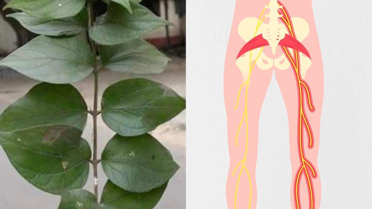 अगर आप भी साइटिका के दर्द से हैं परेशान तो ये पत्ता आपके लिये है रामबाण, ऐसे करें इस्तेमाल