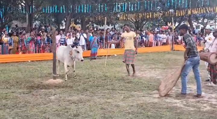 जमशेदपुर:धूमधाम से मनाया जा रहा है चार दिनों का सोहराय पर्व, पढ़ें गोरू खुटान पर्व की खास बात