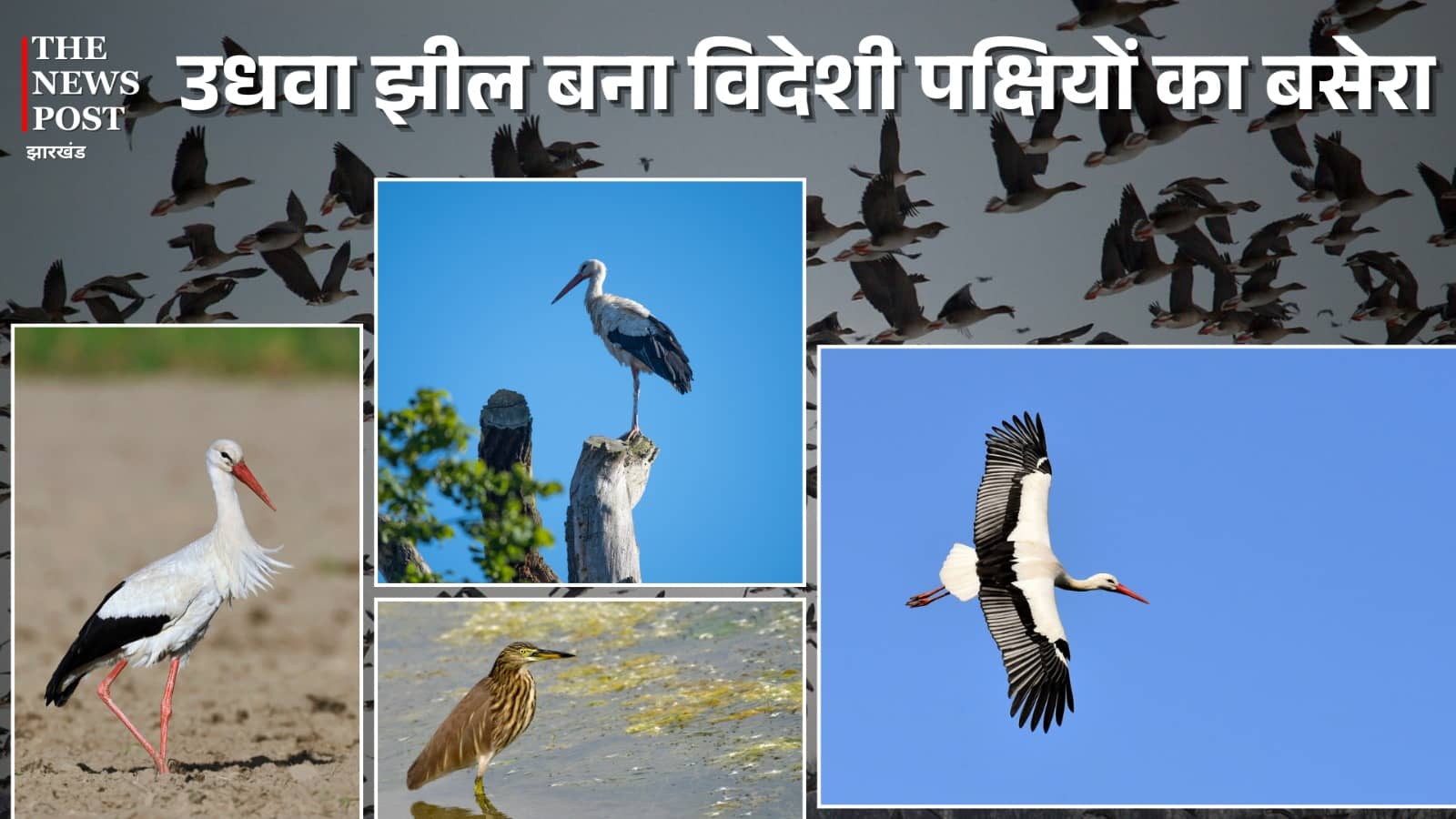 कश्मीर के डल झील से कम नहीं है झारंखड का उधवा झील, यहां के प्राकृतिक वादियां बनी विदेशी पक्षियों का बसेरा, नए साल पर जरूर करें विजिट