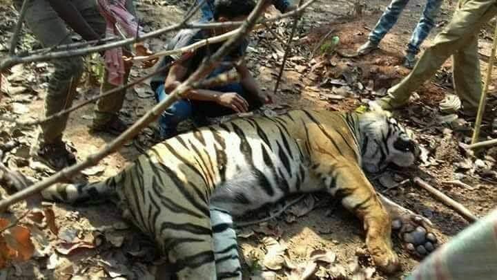 Big News : आखिर में पकड़ी गई जीनत बाघिन, 16 दिन पहले ओडिशा से भाग कर घुस गई थी झारखंड के जंगल में
