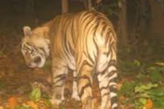 गढ़वा: हाथी के बाद गढ़वा में बढ़ा बाघ का आतंक, वन विभाग ने ग्रामीणों को किया अलर्ट, शुरु की ट्रैकिंग