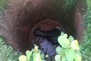 कुएं में गिरकर हाथी की मौत, जानिए कहां का है मामला